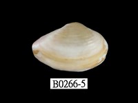 藏品(光芒抱蛤)的圖片